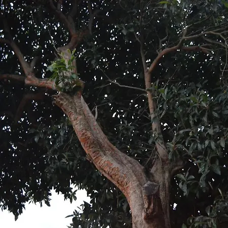 O Prado Do Forno Casa de Férias *